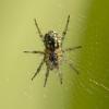 Mangora acalypha